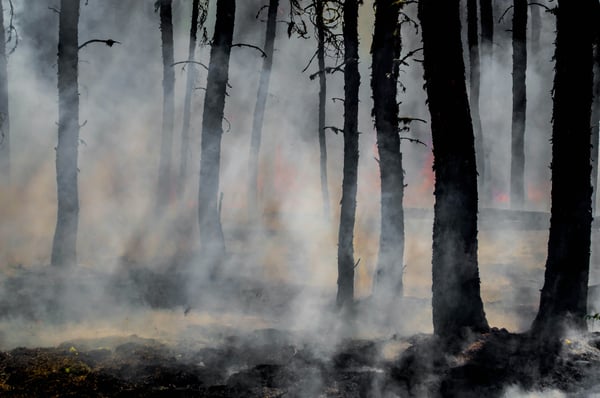 Imagen de un incendio forestal. Fotop de Joanne Francis en Unsplash.